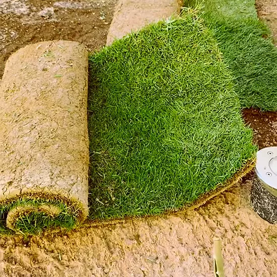 عشب طبيعي للحدائق
