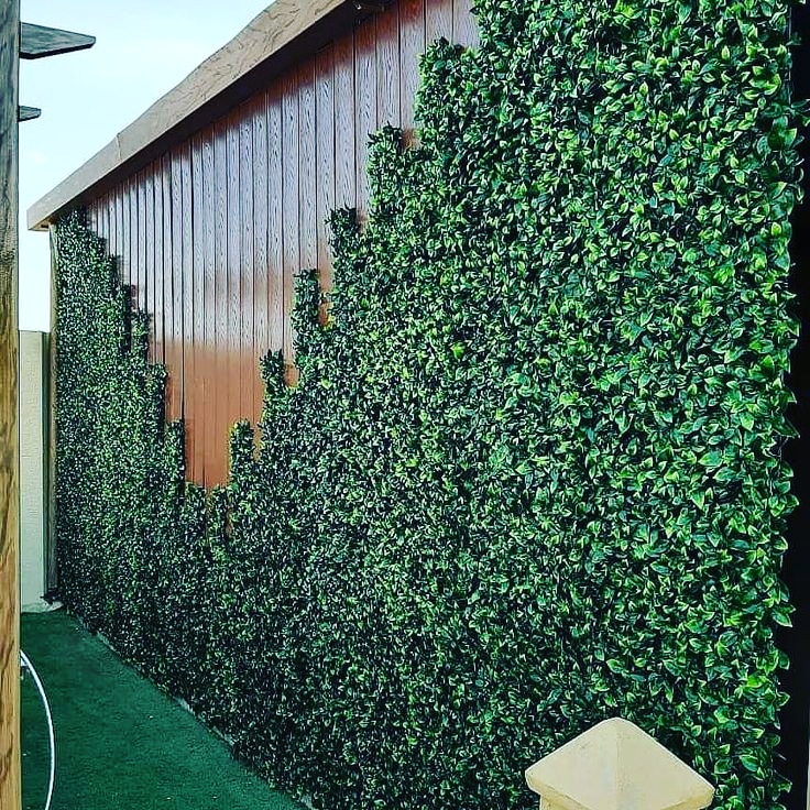 Wall Grass 5