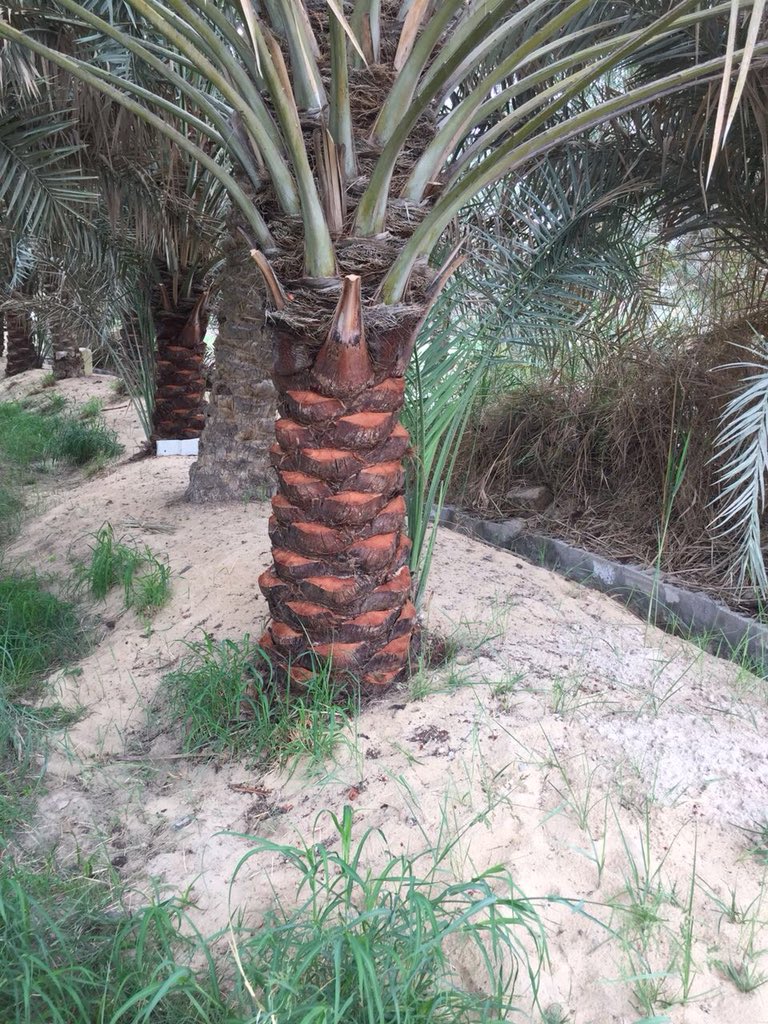 تكريب النخيل وتلقيح